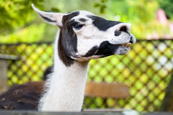 Witte en zwarte lama — Stockfoto