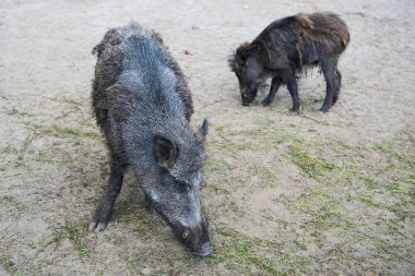 Two boars clipart