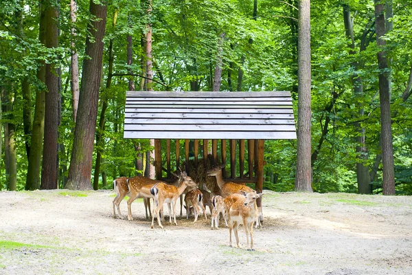 Herd of deers — Stock Photo, Image