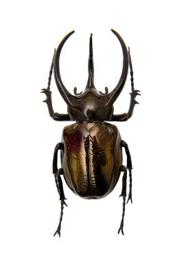 böcek chalcosoma atlas
