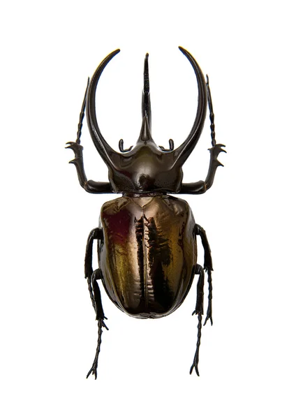 Skalbaggen chalcosoma atlas — Stockfoto