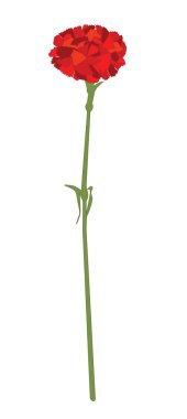 gillyflower