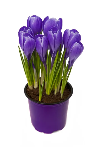 Crocus — Stock Photo, Image