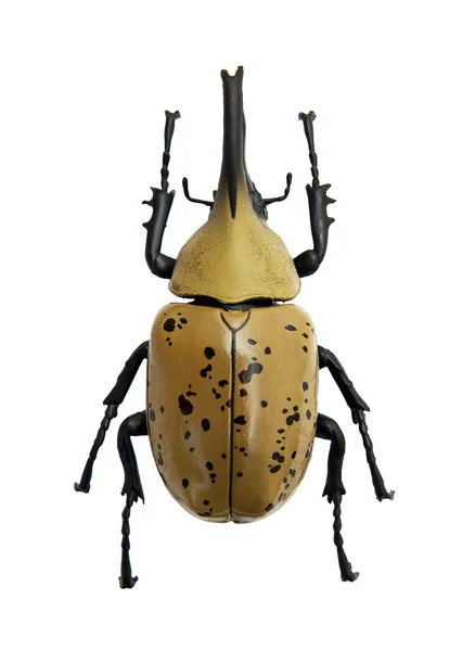 böcek dynastes granti