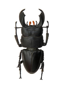 Böcek.