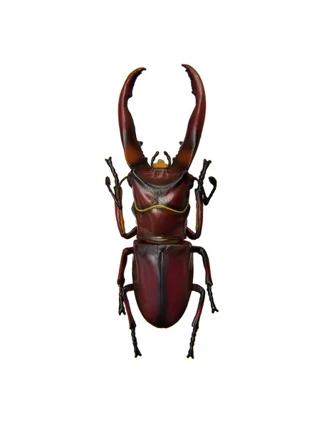 Beetle — Stock Photo, Image