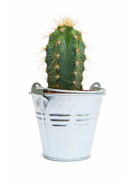 Cactus — Foto de Stock