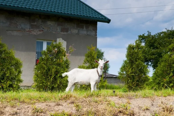 Goat — Stock Photo, Image