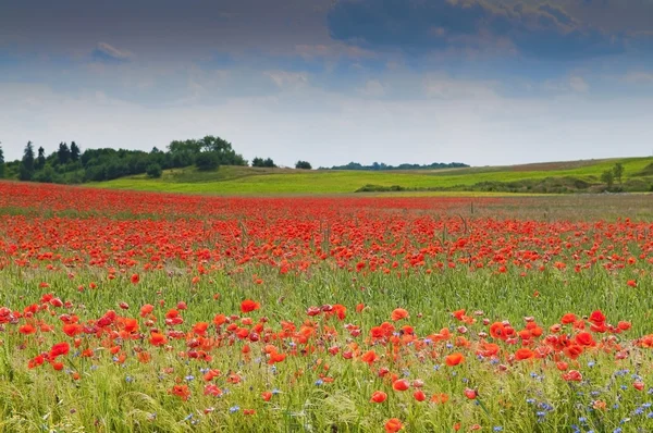 Campo de amapola — Foto de Stock