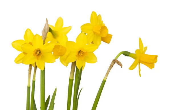 Jonquils isolado em branco — Fotografia de Stock