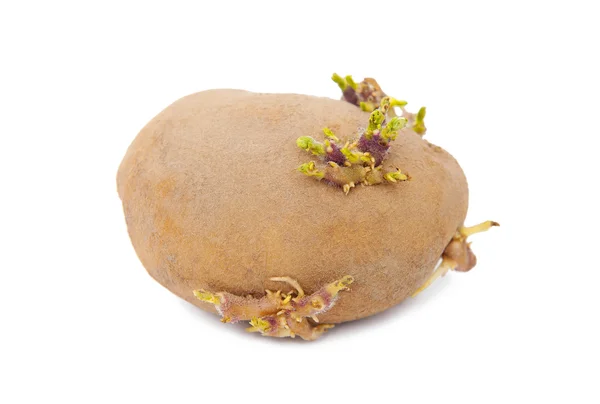 Porośnięte ziemniaków — Zdjęcie stockowe