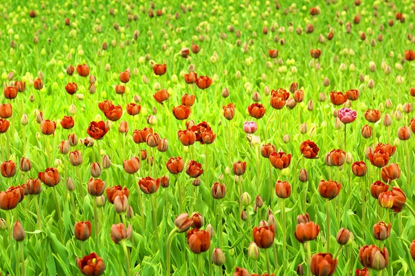De röda tulpanerna. — Stockfoto