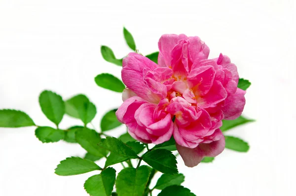 Spray rose . — Foto Stock