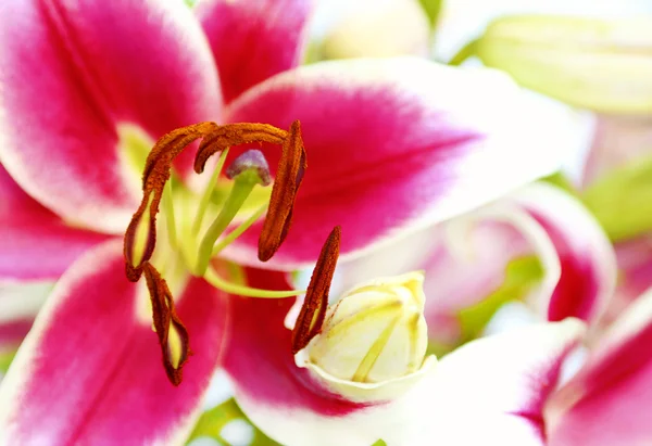 Levendige roze geurige lily. — Stockfoto