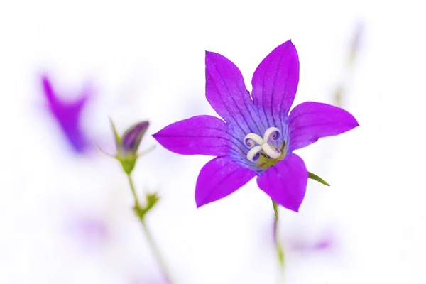 Harang virág. — Stock Fotó