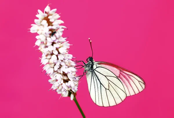 White Cabbage butterfly. — Stock Photo, Image