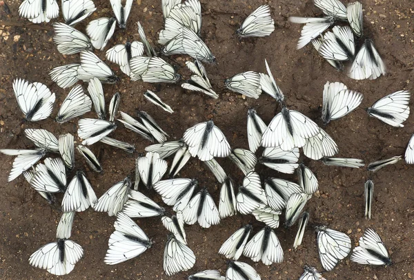 Weißer Schmetterling. — Stockfoto