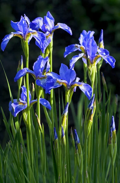 Blaublütige Schwertlilien. — Stockfoto