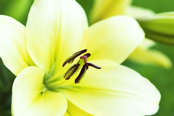 Lily amarelo branco . — Fotografia de Stock