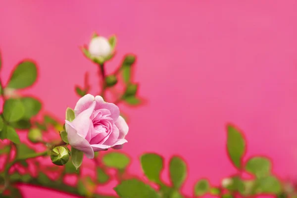 Eine kleine dekorative Rose. — Stockfoto