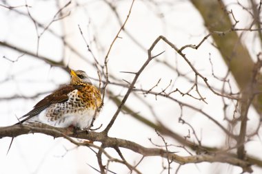 küçük kuş ardıç kuşu.