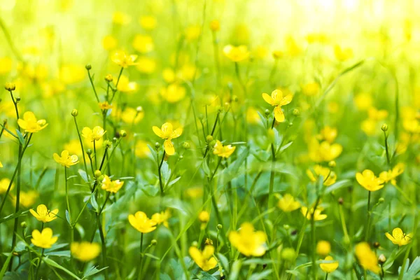 Il fiore del ranuncolo . — Foto Stock