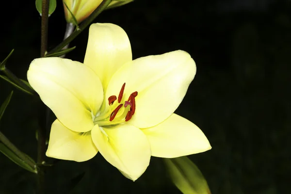 Decoratieve lily. — Stockfoto