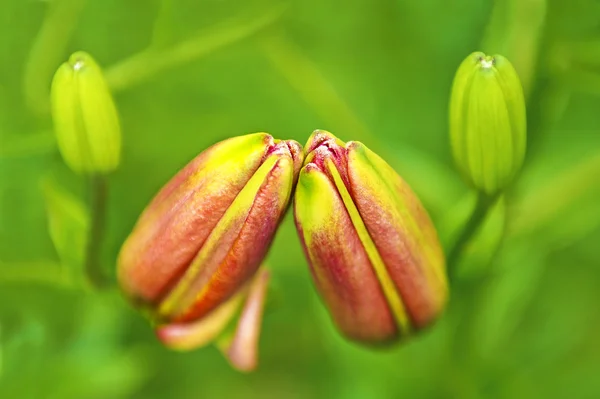 对的芽红色和黄色的百合花. — 图库照片