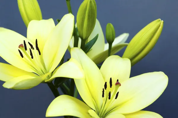 Two yellow lilies. — Stock Photo, Image