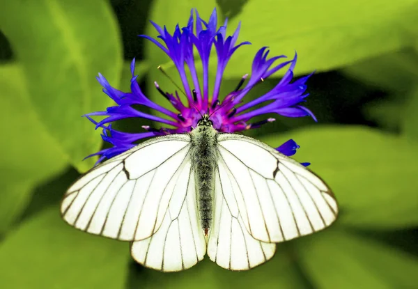 Mariposa de col blanca . — Foto de Stock