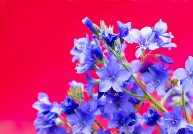 Dekoratif çiçek polemonium caeruleum.