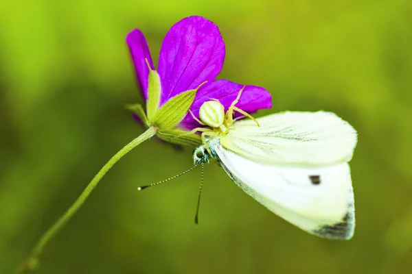 Vittima . — Foto Stock