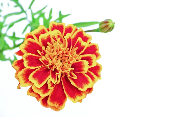 Flor Barchatsi Tagetes . — Fotografia de Stock