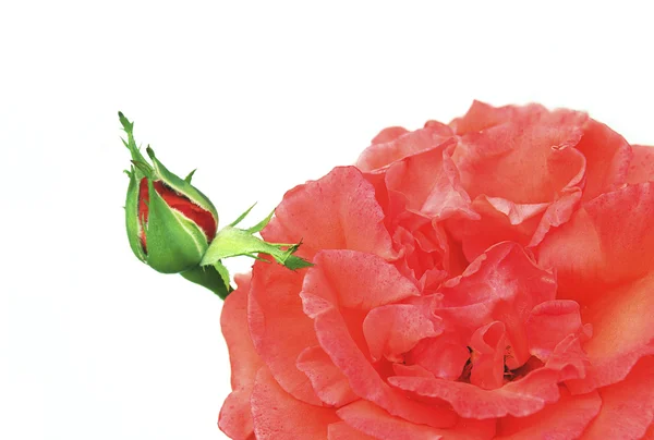 Die Knospe einer roten dekorativen Rose. — Stockfoto