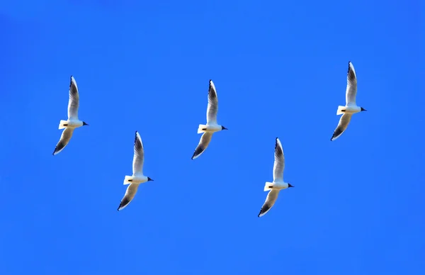 Un troupeau d'oiseaux . — Photo