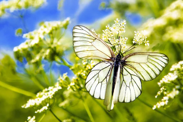 Two butterfly. — Stock Photo, Image