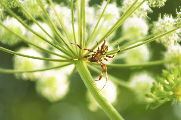 Ragno (Araneidae ). — Foto Stock