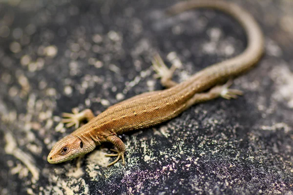 Kleine Zauneidechse. — Stockfoto