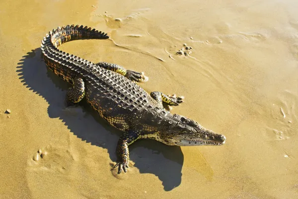 Wildtier-Krokodil. — Stockfoto