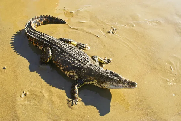 47 026 Crocodile Stock Photos Images Download Crocodile Pictures On Depositphotos 47 026 Crocodile Stock Photos Images Download Crocodile Pictures On Depositphotos