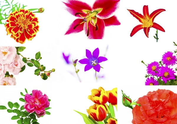Collage floral . —  Fotos de Stock