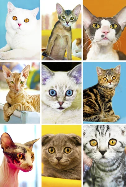 Kattenshow. — Stockfoto