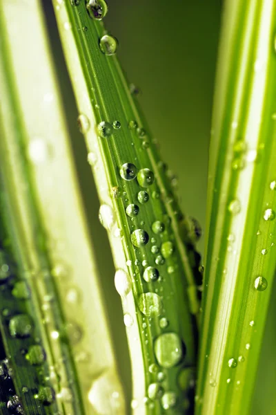 Raindrops. Stock Image