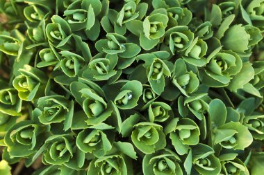 çok yıllık bitki.