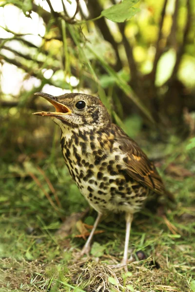 Speckled bird thrush. — Stock Photo, Image