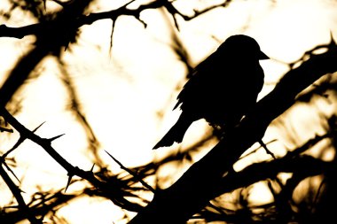 Küçük kuş bir Serçe .