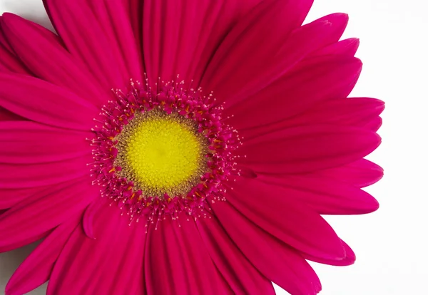 Gerbera fleur . — Photo