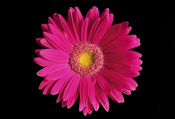 Çiçek gerbera. — Stok fotoğraf