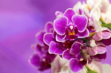 phalaenopsis orkide.