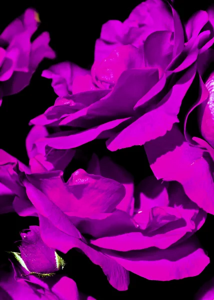 Purple rose. — Stock Photo, Image